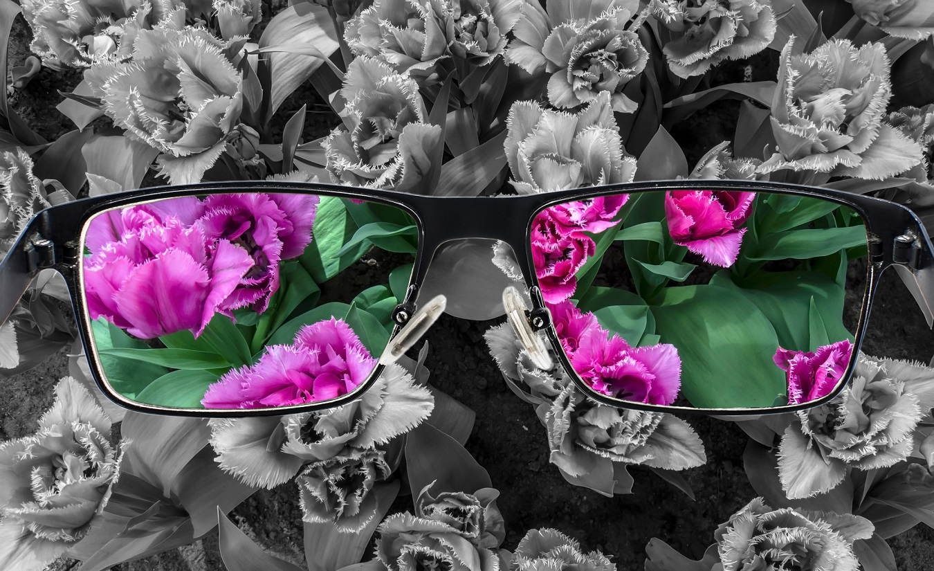 Bild zeigt eine bunte Ansicht von rosa Tulpen, die in einer Brille platziert sind. Im Hintergrund ist ein monochromer Hintergrund zu sehen. Die Tulpen symbolisieren Veränderungen, die man möglicherweise in Betracht ziehen würde, wenn man erst heute seine MS-Diagnose bekäme.